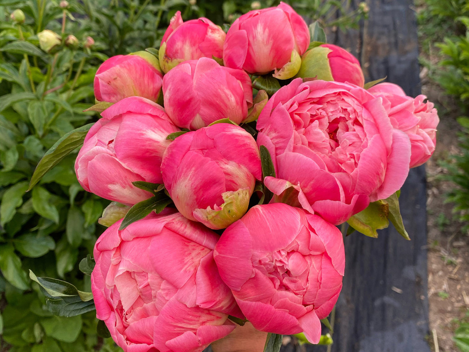 8 Places to Pick Your Own Flowers Around the Front Range 5280