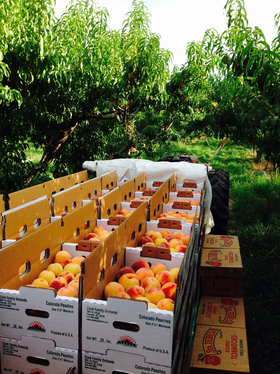 5 Palisade Peach Stands to Visit This Season 5280