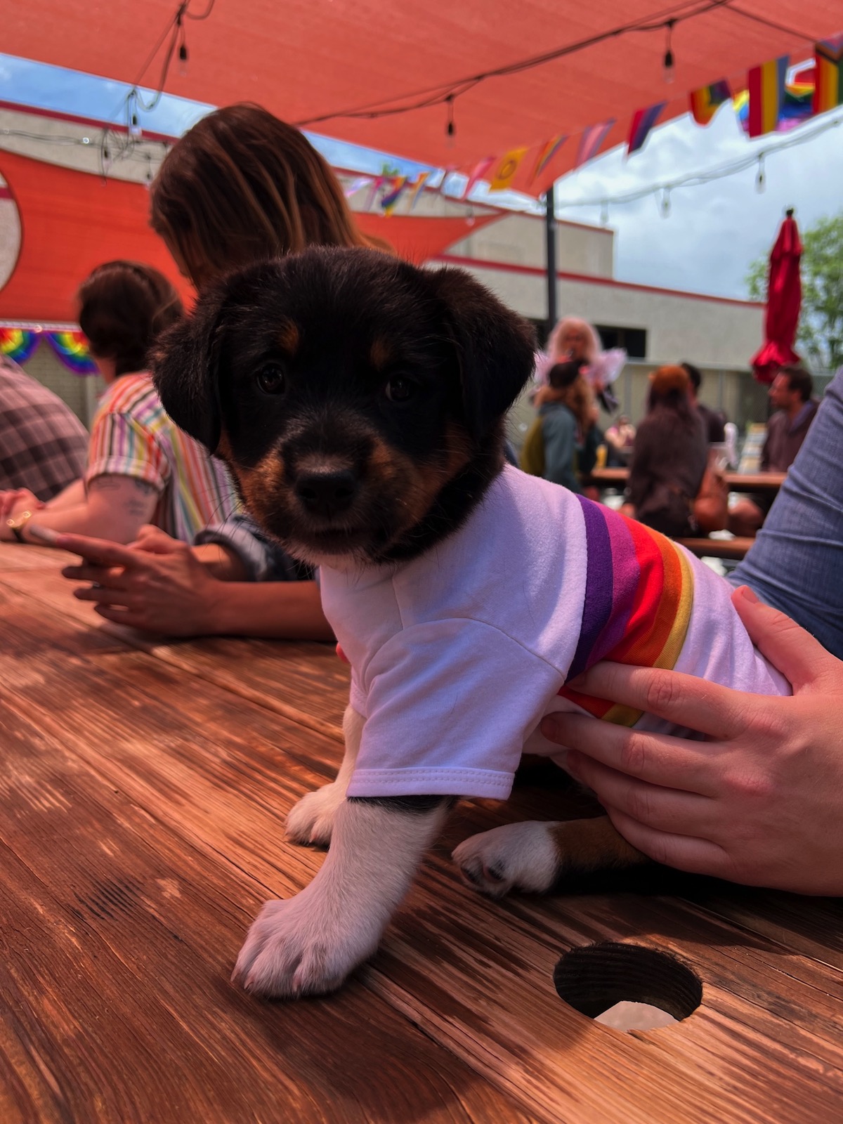 10 of the Best DogFriendly Patios in Denver and Beyond