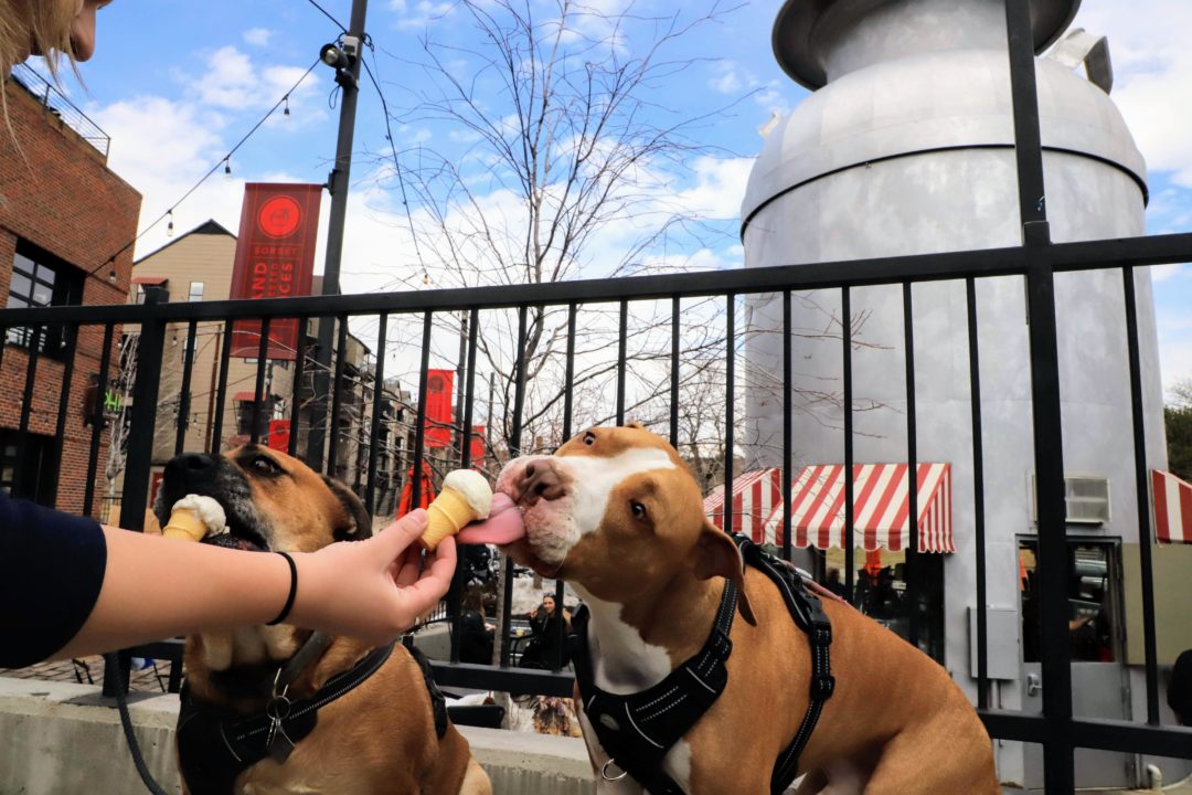 10 of the Best DogFriendly Patios in Denver and Beyond