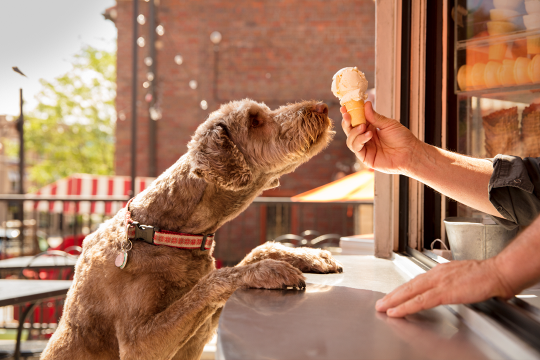 10 of the Best DogFriendly Patios in Denver and Beyond