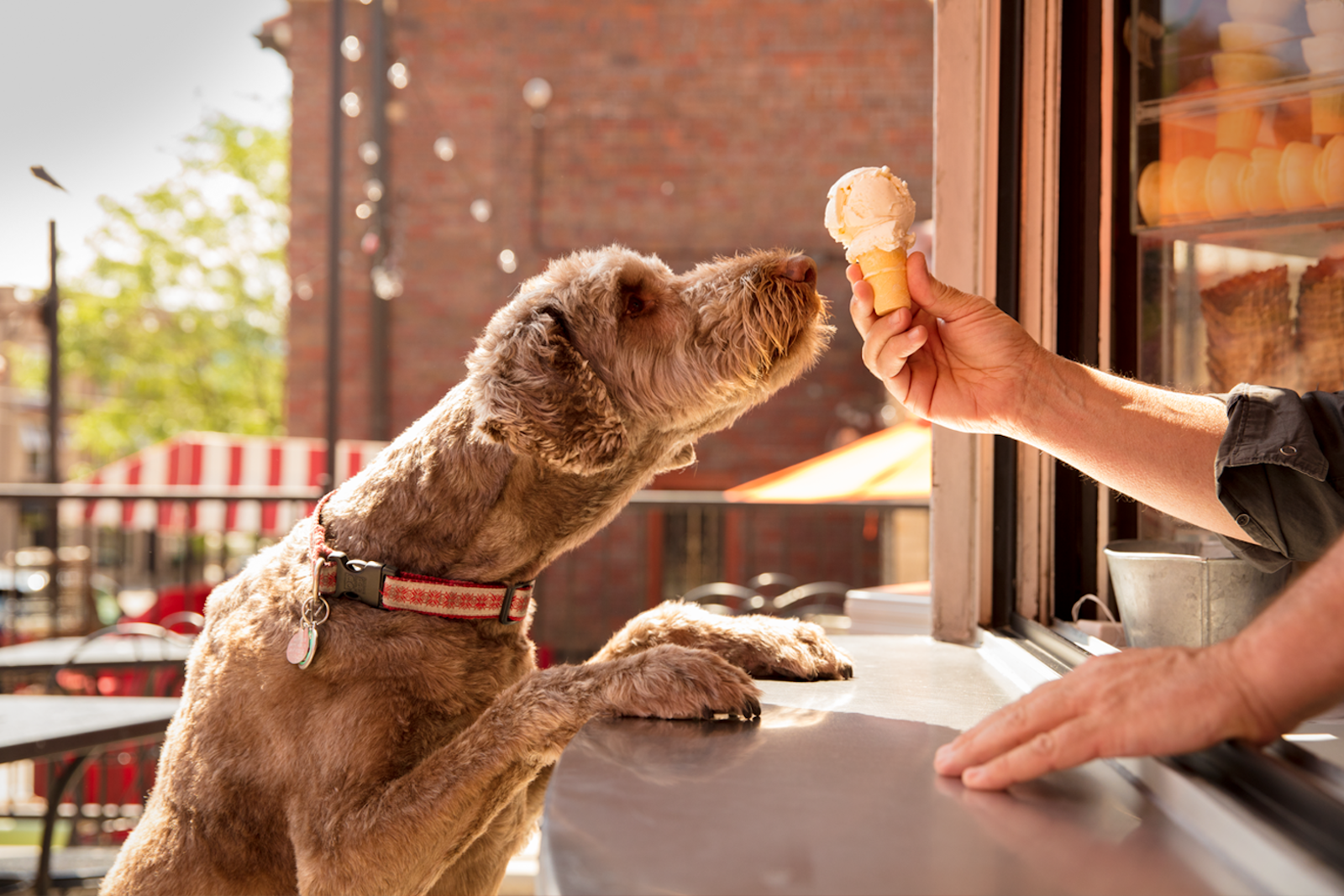 Dog sniffs an ice cream cone