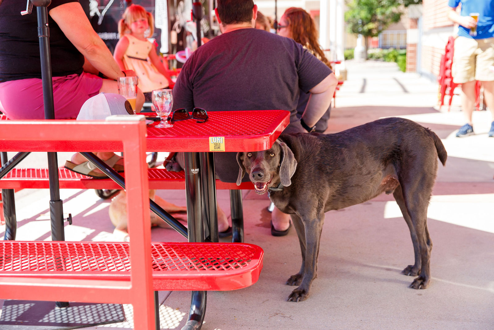 10 of the Best DogFriendly Patios in Denver and Beyond