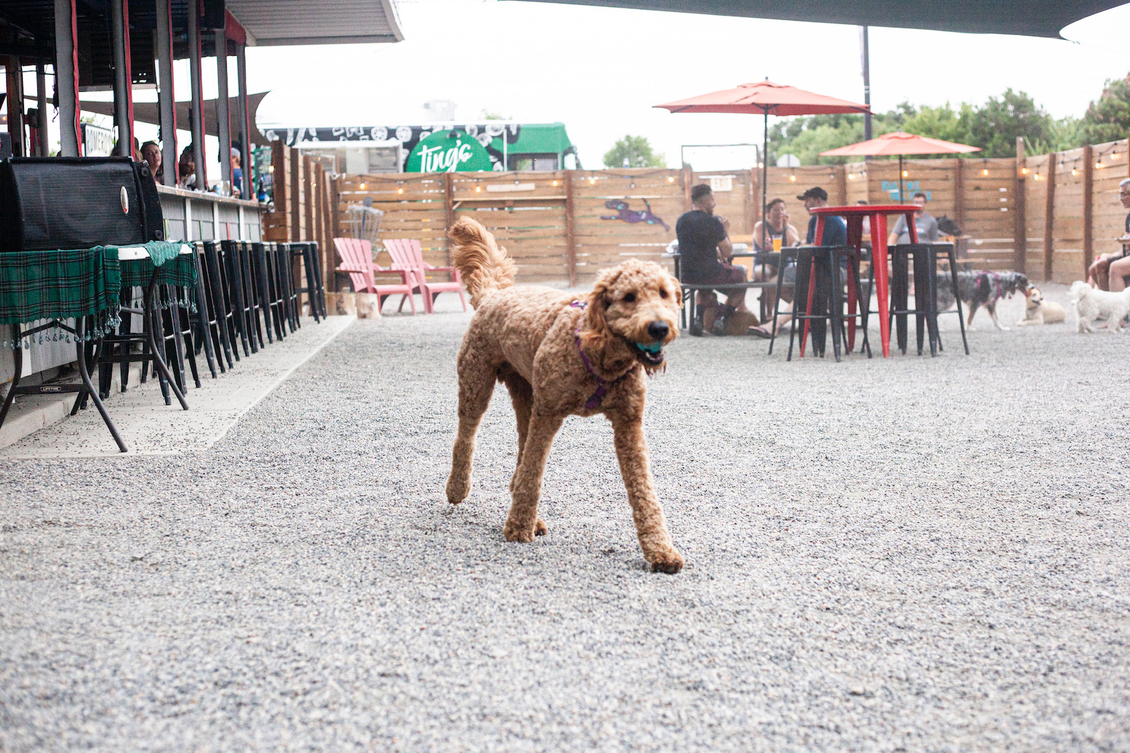 10 of the Best DogFriendly Patios in Denver and Beyond