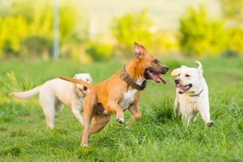 dogs playing in a field