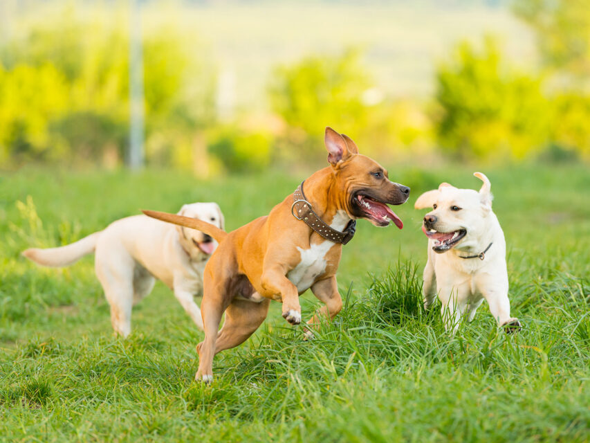 dogs playing in a field