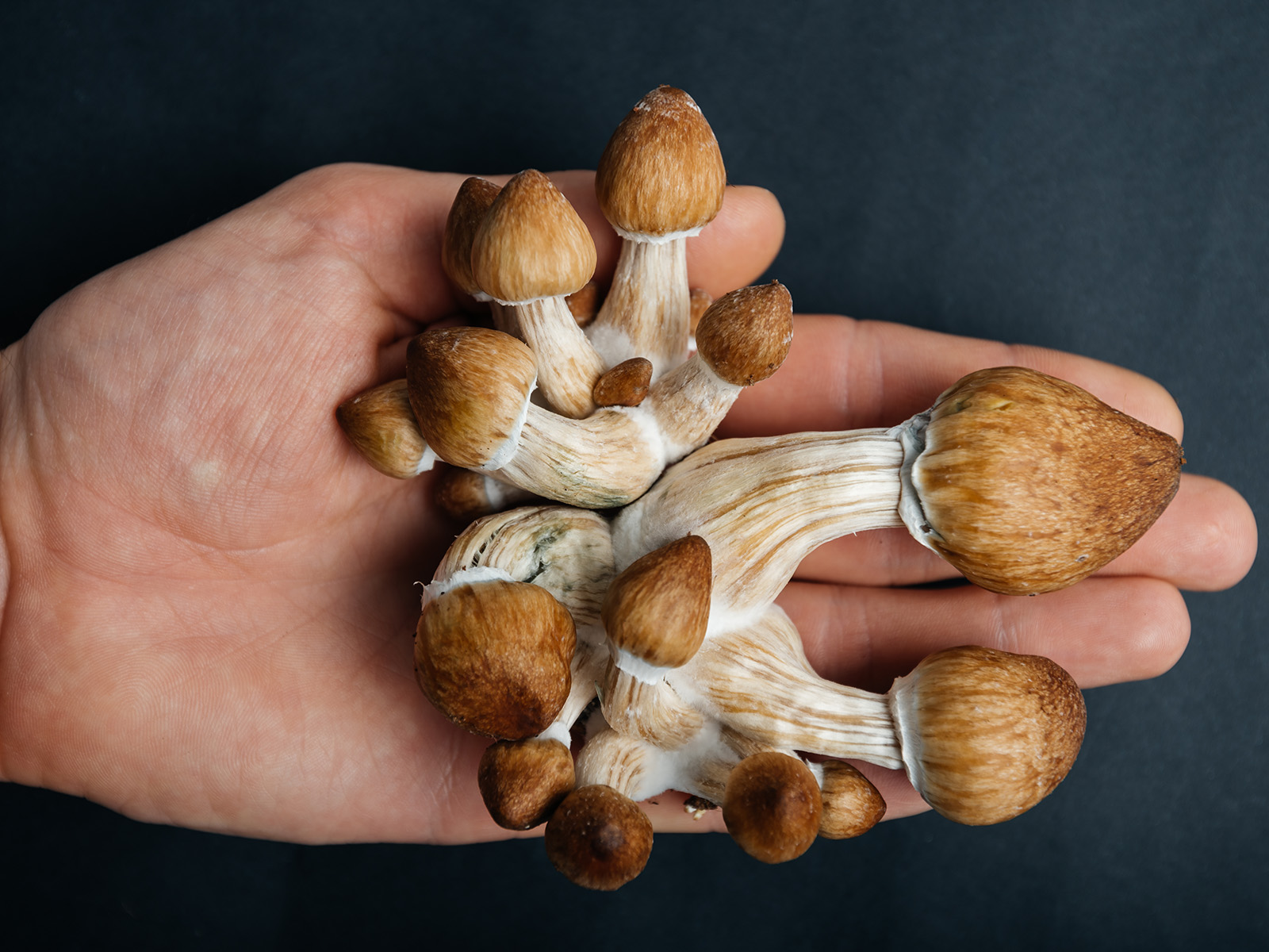 5 Things We Learned From the World's First Psychedelic Hotline - Vimarsana News
