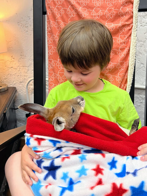 A young boy snuggles a baby kangaroo