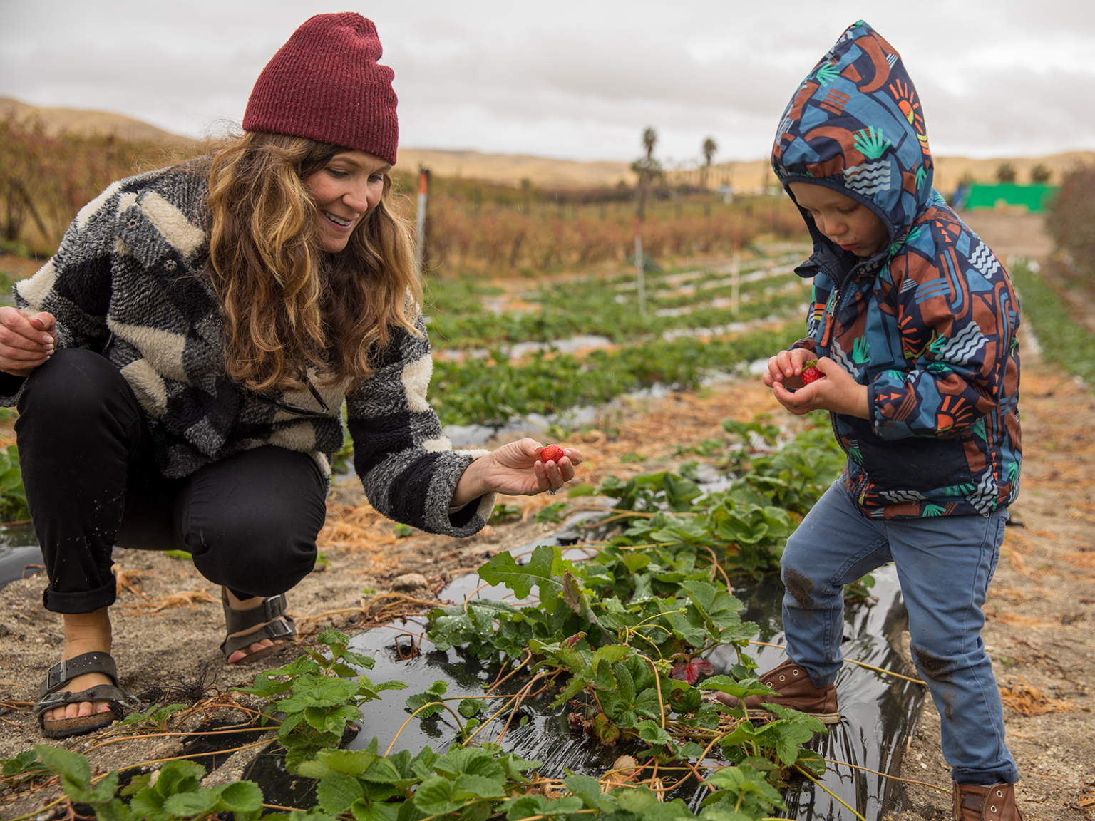 Woman and child pick strawberries on a farm