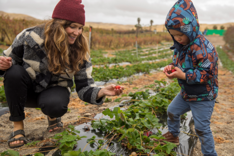 Woman and child pick strawberries on a farm