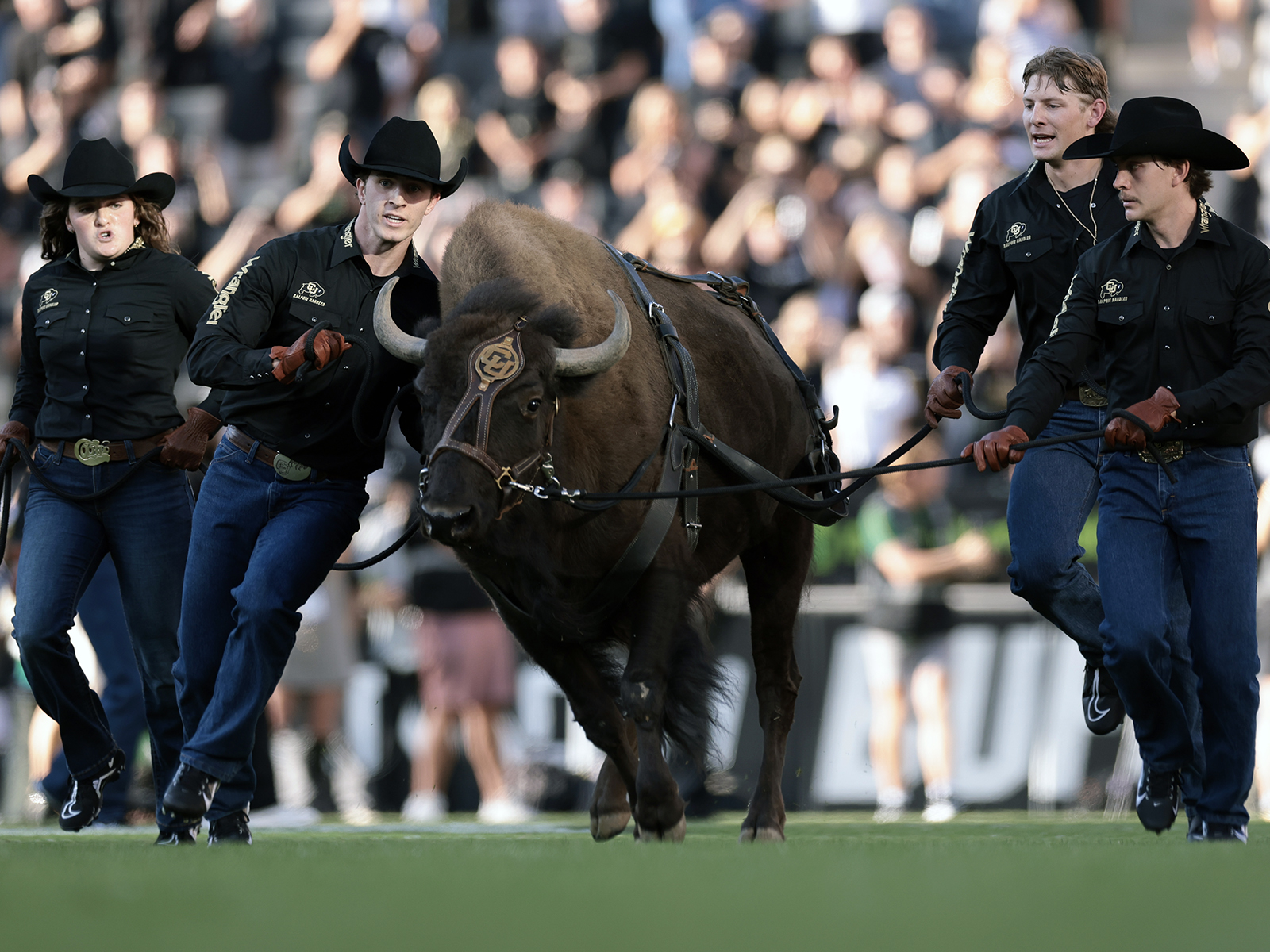Ralphie the Colorado mascot running on the field