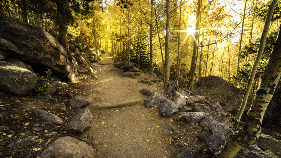 Golden aspens line a hiking trail in Rocky Mountain National Park