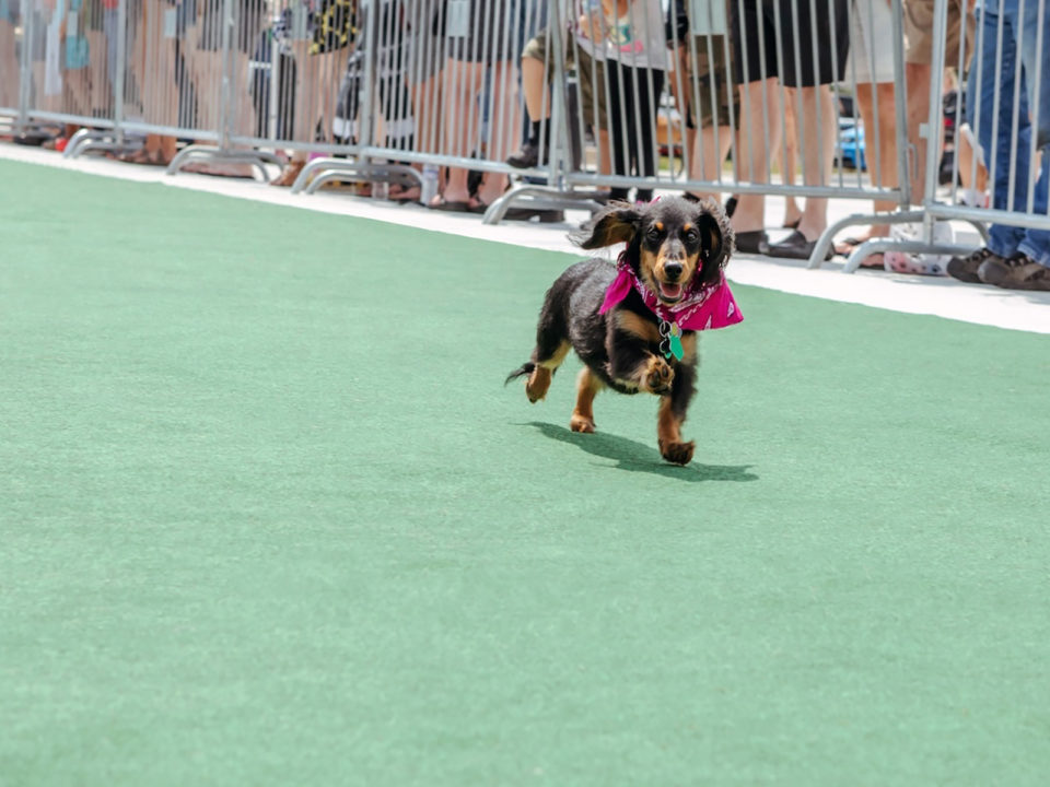 A weiner dog running 