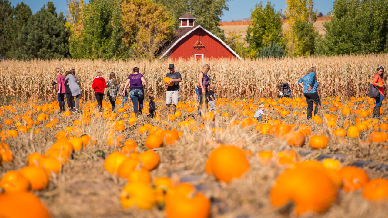 Pumpkin Fest