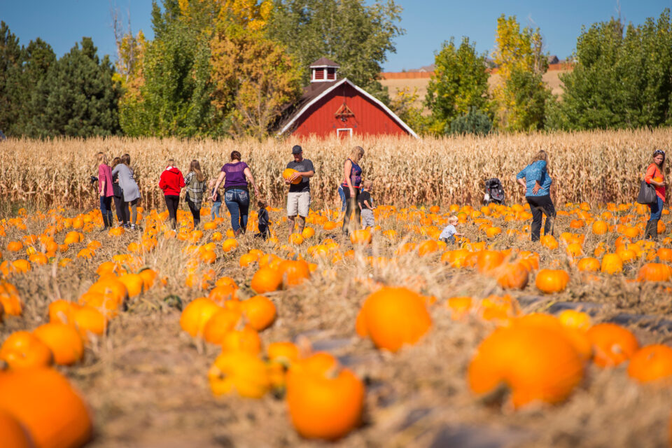 Pumpkin Fest