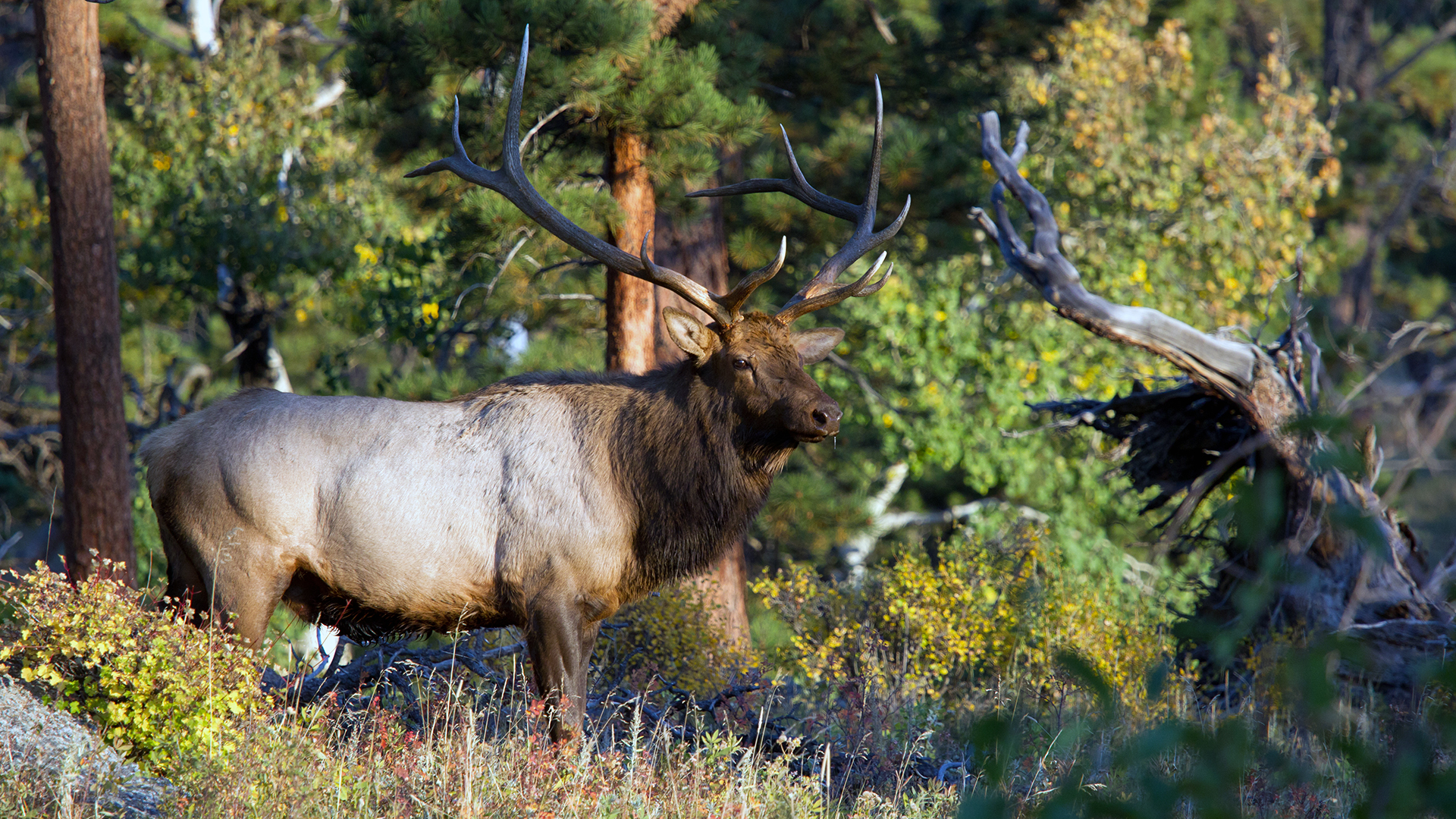 A bull elk in Colorado