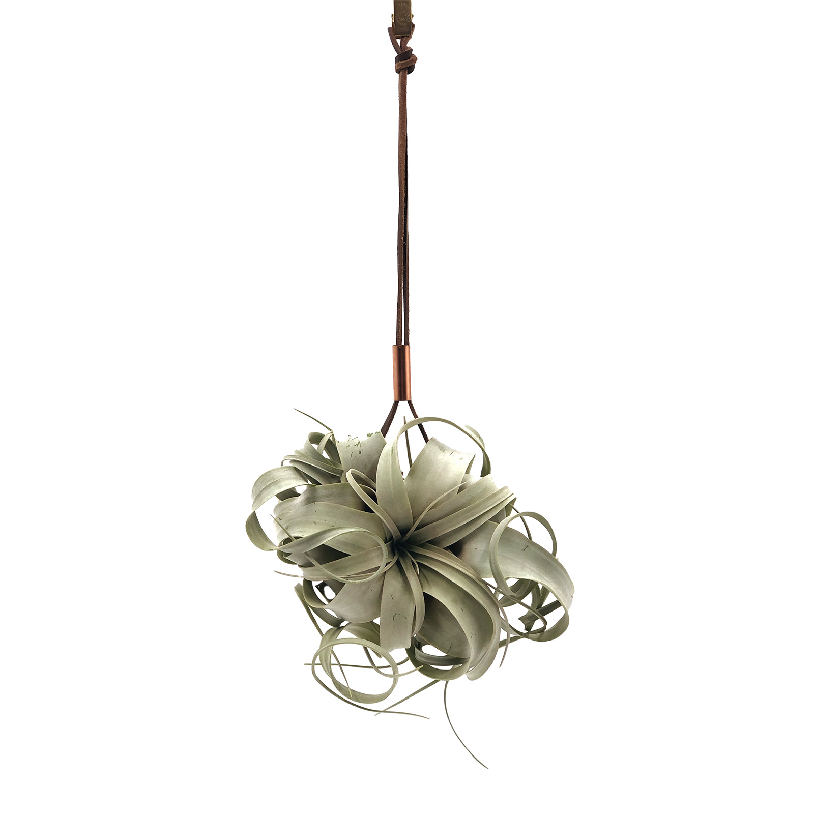 Bolo tie with air plant inside