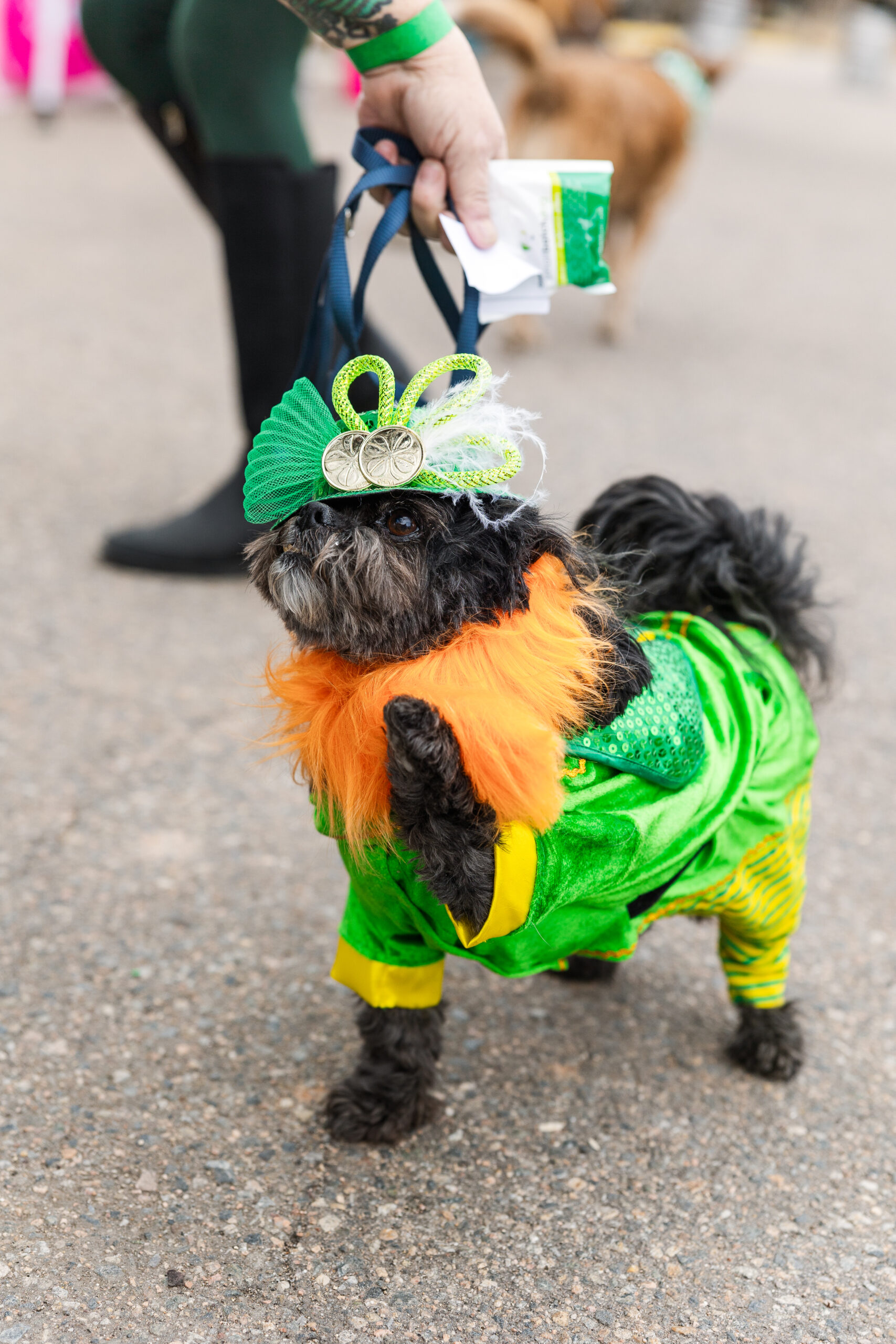 Patty's Day - Puppy Costume Contest