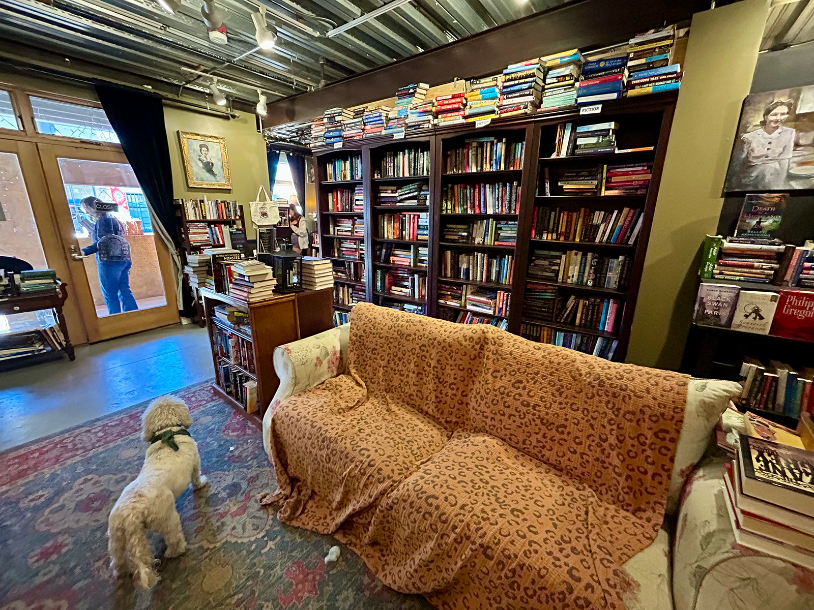 A doodle stands in the middle of a bookstore