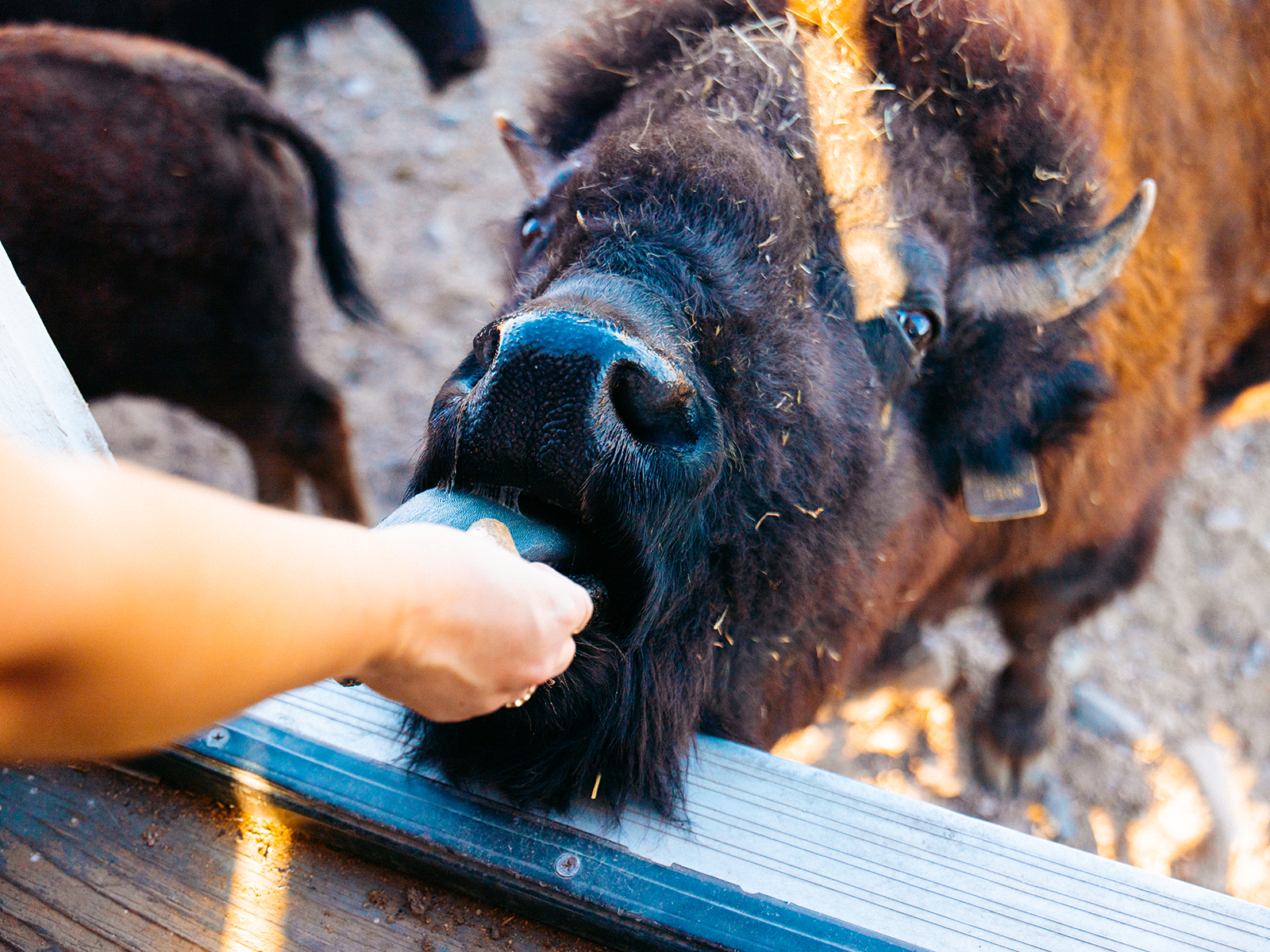 Hand petting a bison