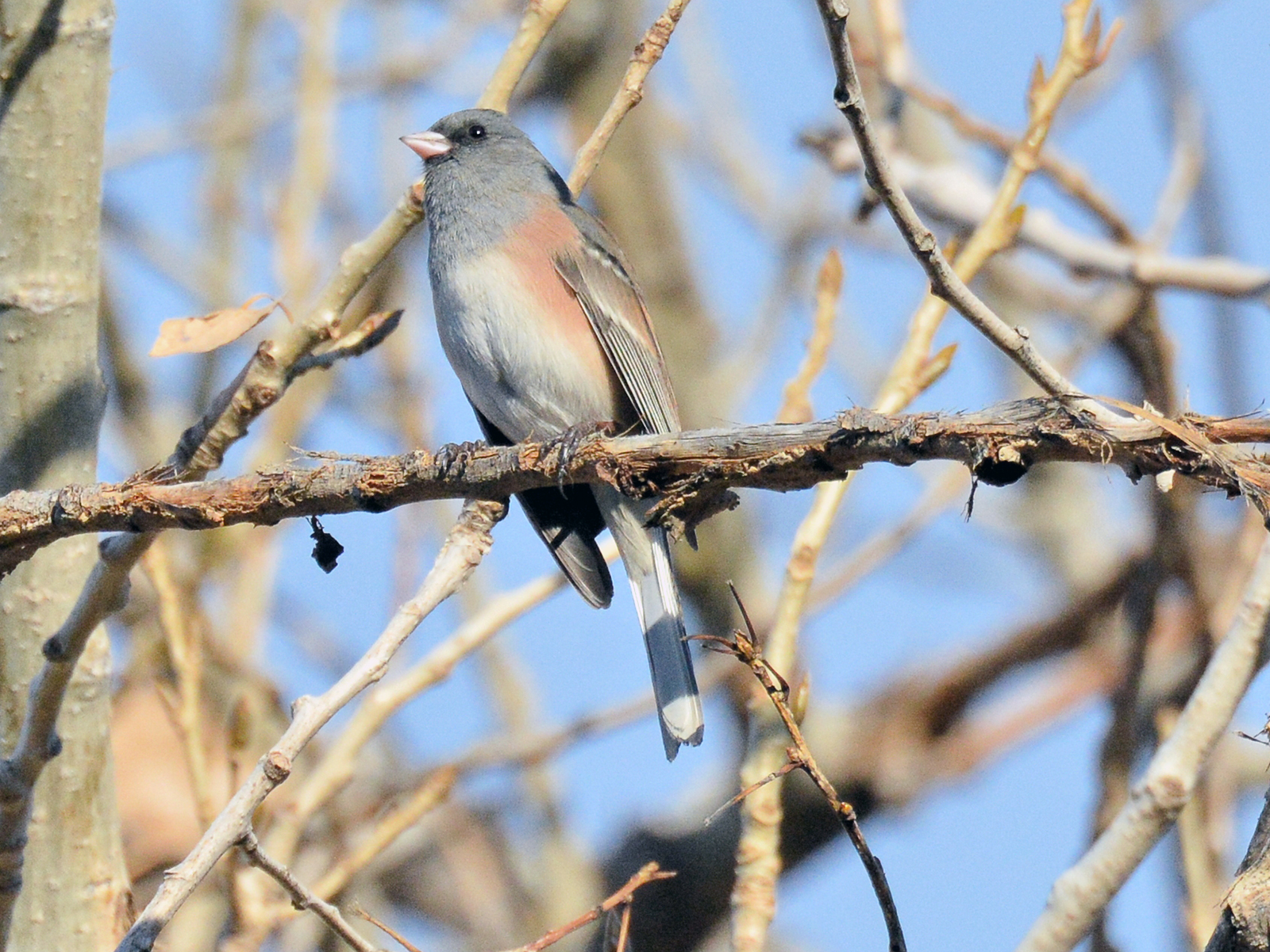 A dark-eyed junco on a branch at Jewell Wetlands in Aurora