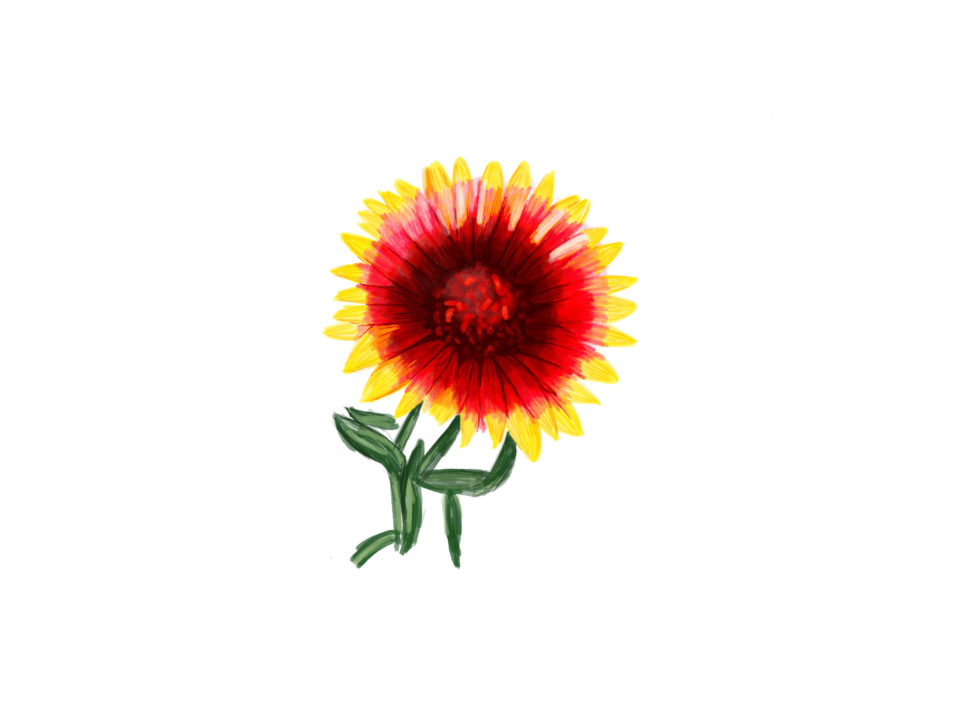 Blanket flower