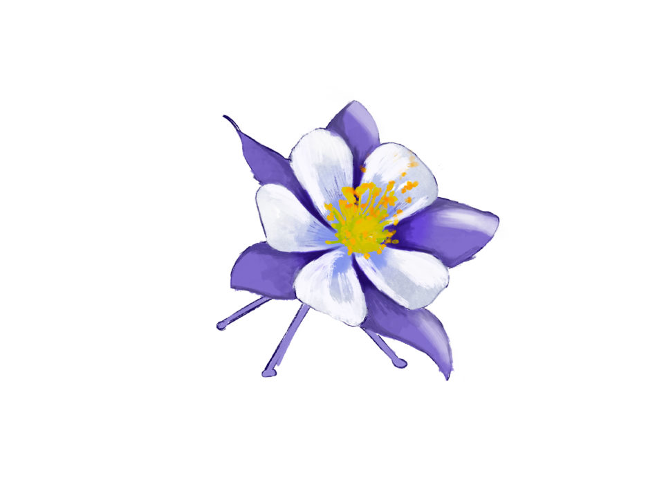 Rocky Mountain columbine