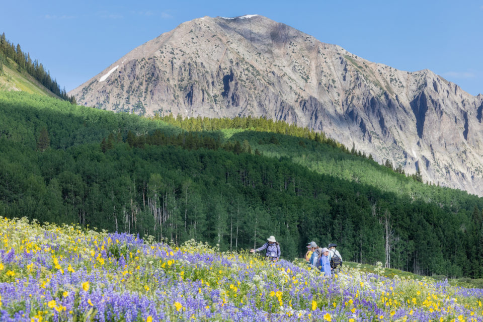 Hikers walk through a field of wildflowers in Crested Butte