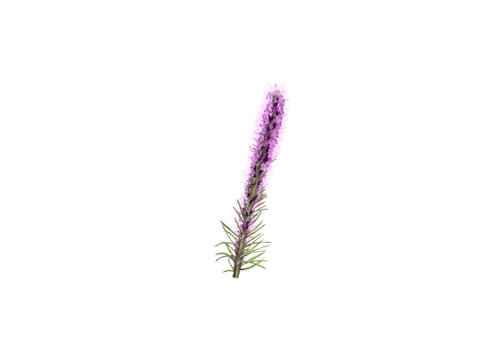 Dotted gayfeather