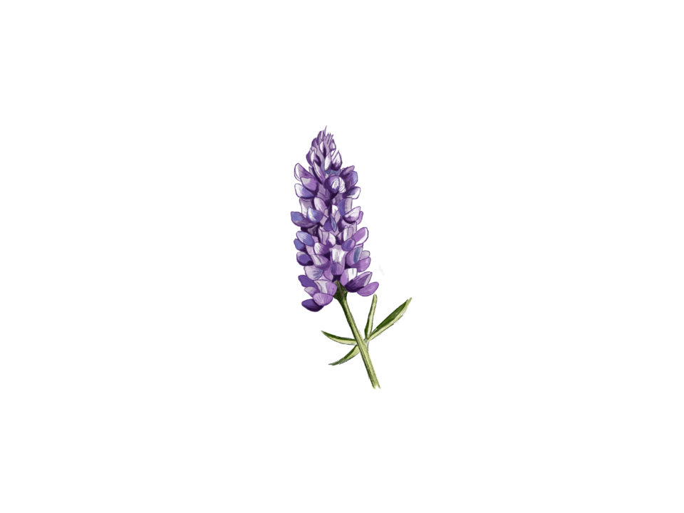 Silvery lupine