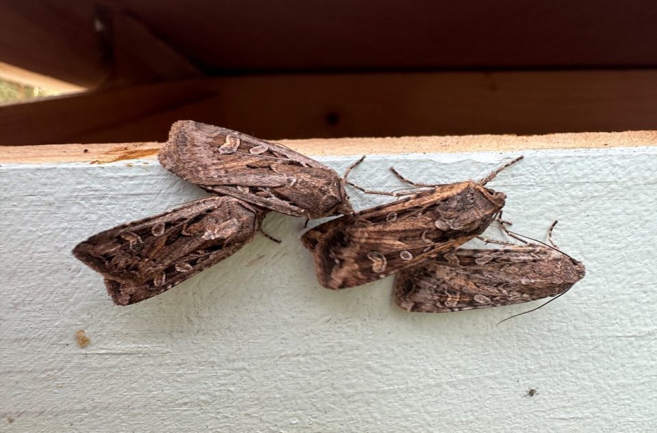 Four miller moths resting on a wall