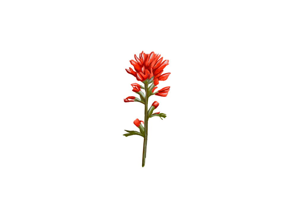 Indian paintbrush
