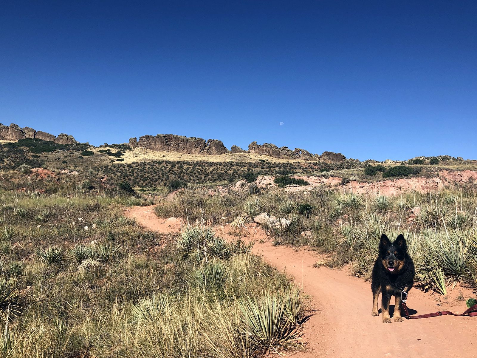 The cutest dog in the whole world poses at Devil’s Backbone in Loveland