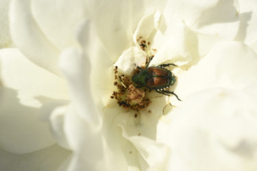 A Japanese beetle eats a white rose