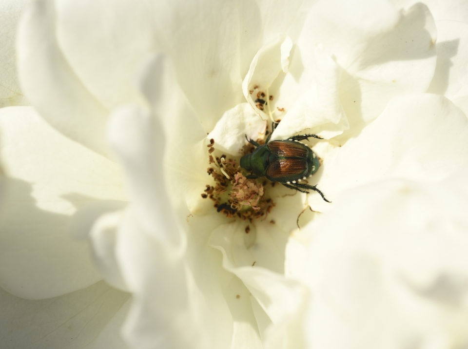 A Japanese beetle eats a white rose