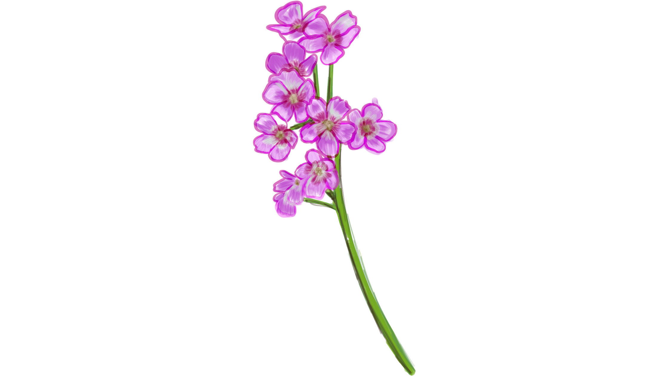 Clusters of magenta flowers on a thin green stem