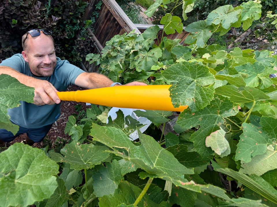 <em>5280</em>'s deputy art director, Sean Parsons, uses a yellow baseball bat to knock Japanese beetles off of his vines.
