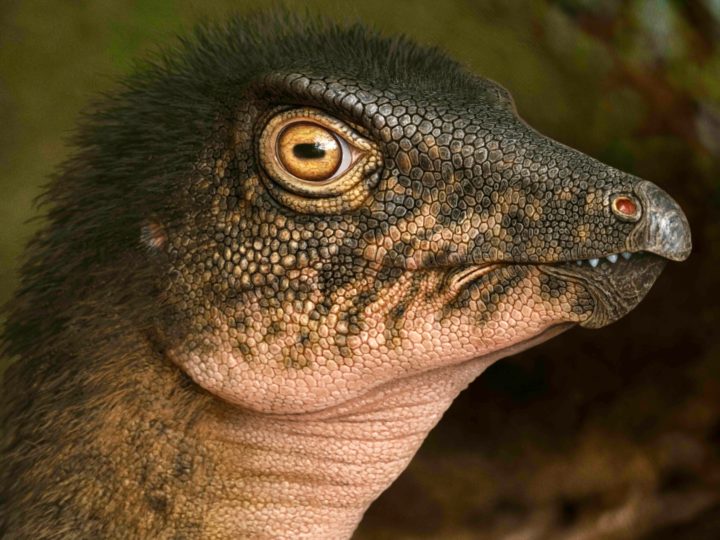 An artist’s rendering of Thescelosaurus, one of the two species scientists believe the fossil may have come from