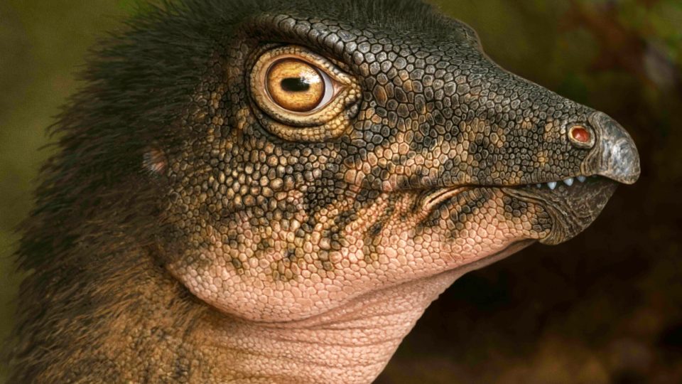 An artist’s rendering of Thescelosaurus, one of the two species scientists believe the fossil may have come from