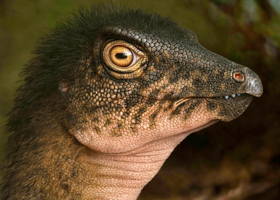 An artist’s rendering of Thescelosaurus, one of the two species scientists believe the fossil may have come from
