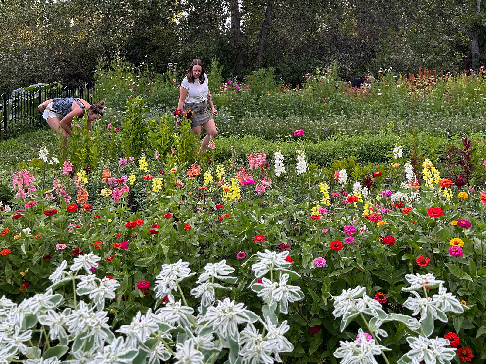 Two women pick flowers from a field