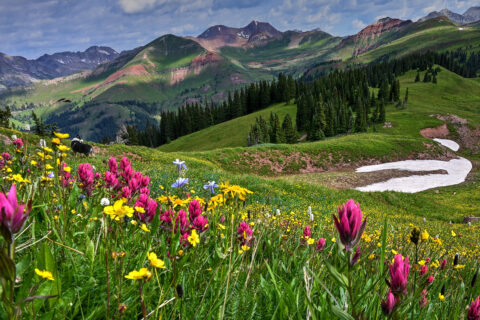 wildflowers in a Colorado basin