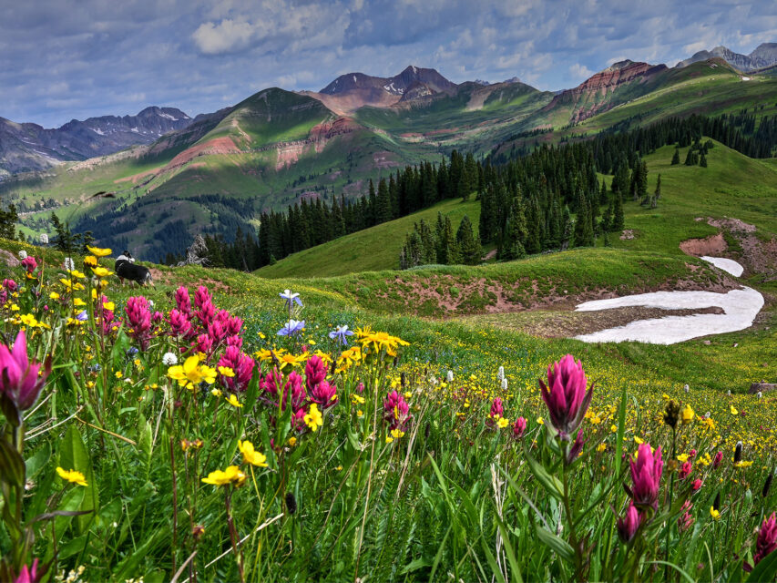 wildflowers in a Colorado basin