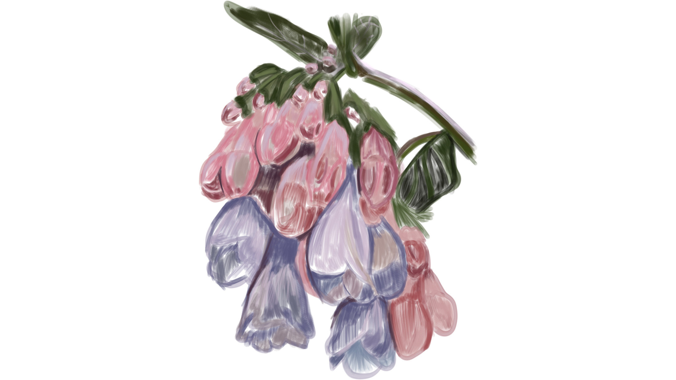 Clusters of pinkish purple flowers hang from a stem