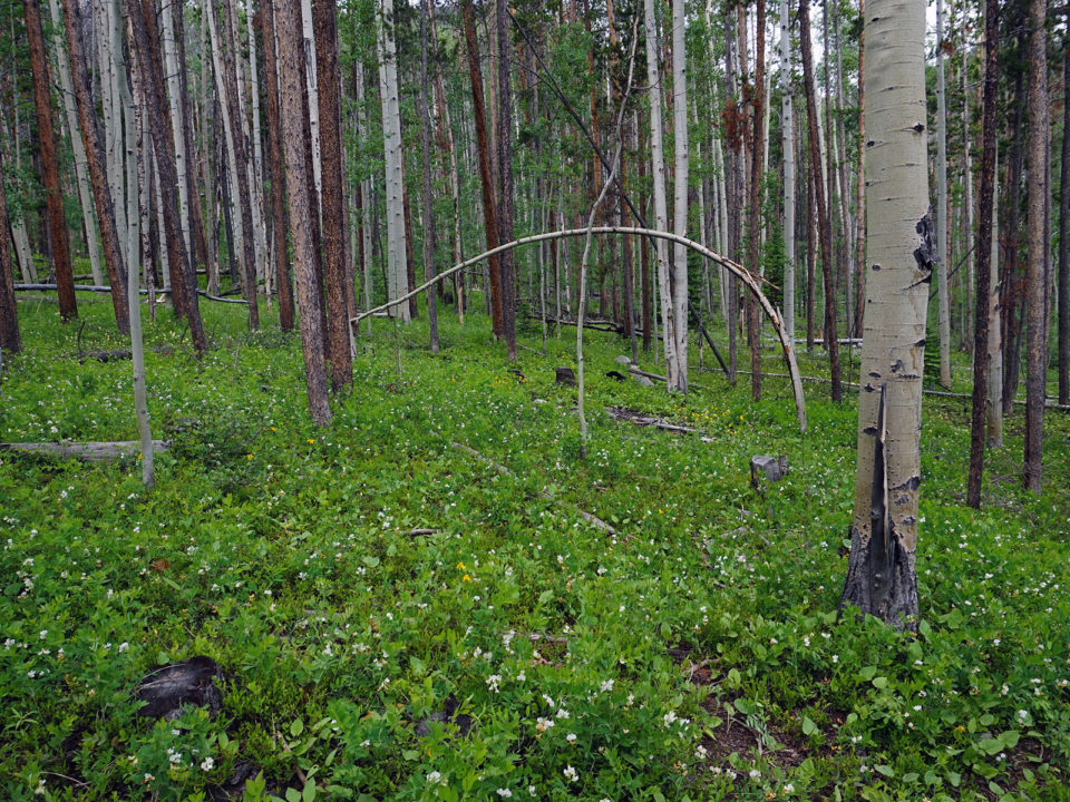 Lush greenery along the Rainbow Lake Trail in Frisco, Colorado