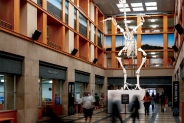 A chicken skeleton in Denver Public Library