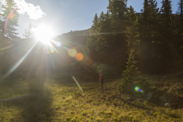 A sun-splintered forest in Colorado