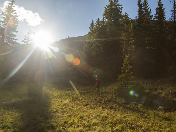 A sun-splintered forest in Colorado