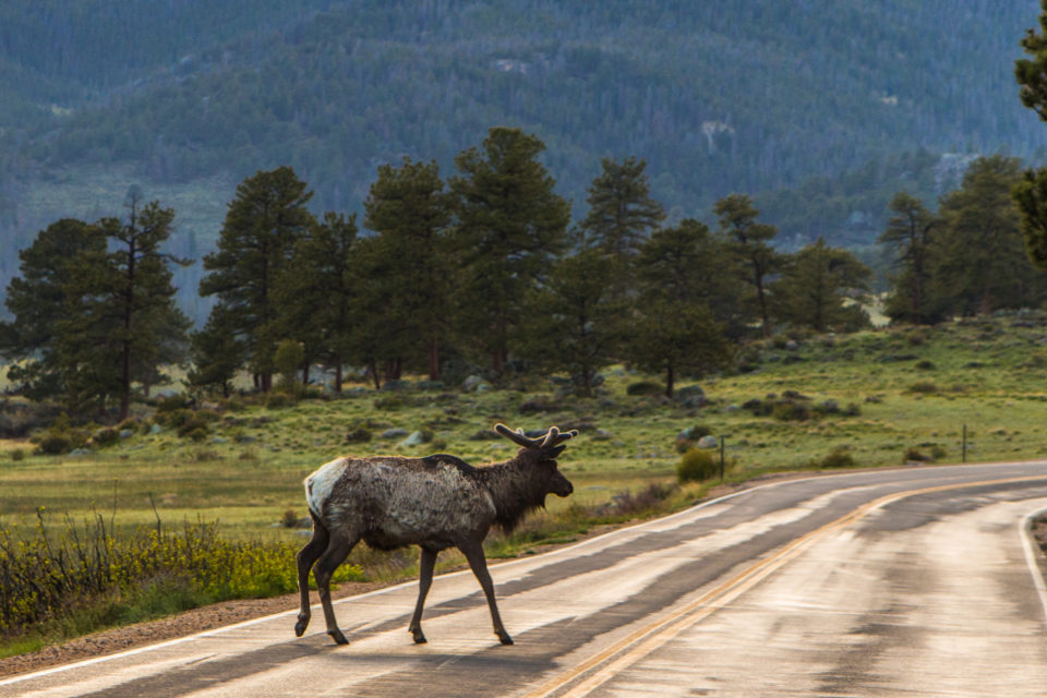 An elk crossing a Colorado road (Getty Images).