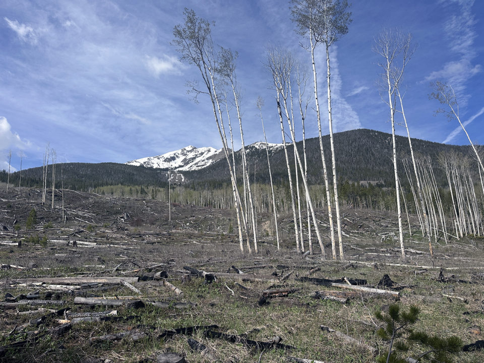 The Tenmile Range behind downed trees on the Rainbow Lake Trail